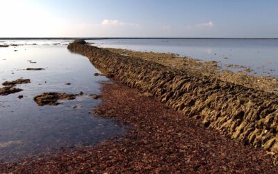 Descubre los encantadores Corrales de Rota: un tesoro natural a pocos pasos del Hotel La Espadaña